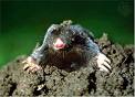 Mole Control  Mole Catcher Dorset